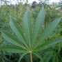 Una piantagione di cannabis